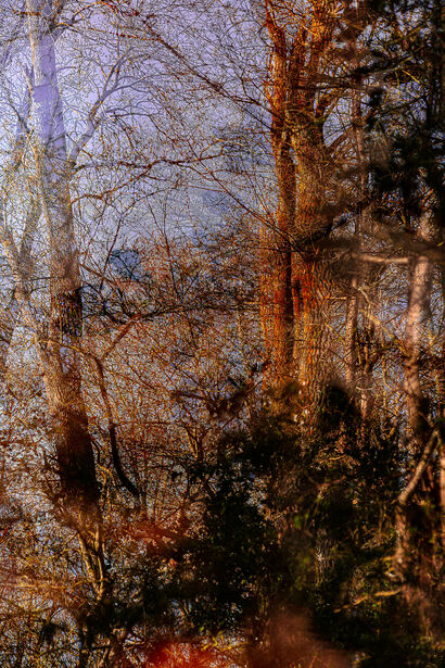The extraordinary garden (4) /  Residual mists. - A Photographic Art Artwork by NEUFCOUR Jean-Charles