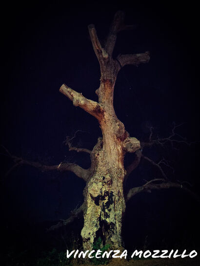 Quercia Sacra - a Photographic Art Artowrk by Kaori