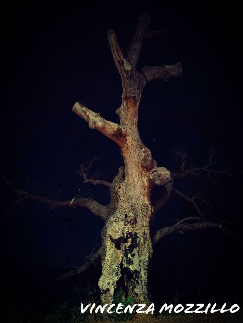Quercia Sacra - a Photographic Art by Kaori