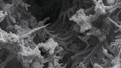 6th mass extinction - a Video Art Artowrk by Andrzej Wasilewski