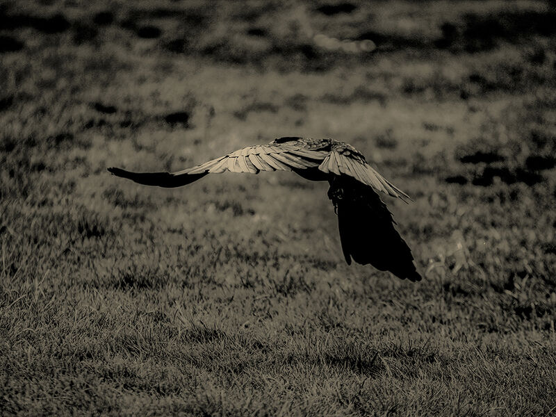 Raven - a Photographic Art by Francisco Gonzalez Camacho