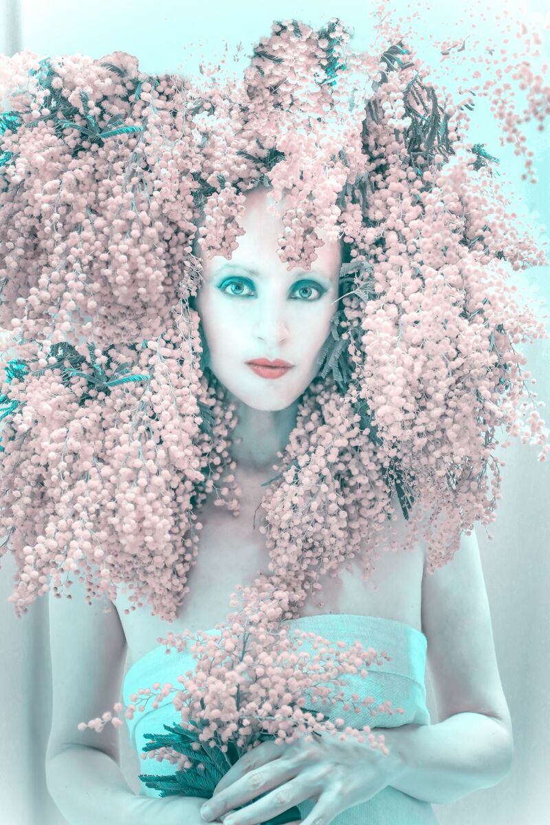 Mimosa - a Photographic Art by Carmela Rizzuti