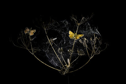 The Poetics of Thanatology (Spider web) - a Photographic Art Artowrk by Jadwiga.B.P