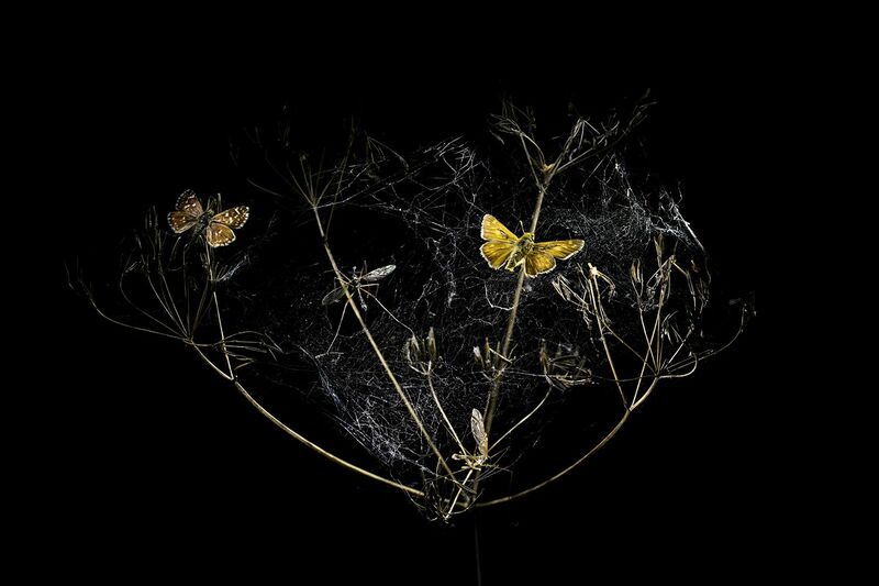 The Poetics of Thanatology (Spider web) - a Photographic Art by Jadwiga.B.P
