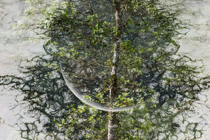 albero - a Photographic Art Artowrk by chris palm