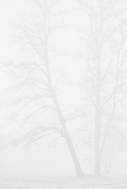 Alberi nella nebbia - A Photographic Art Artwork by Adriano Max