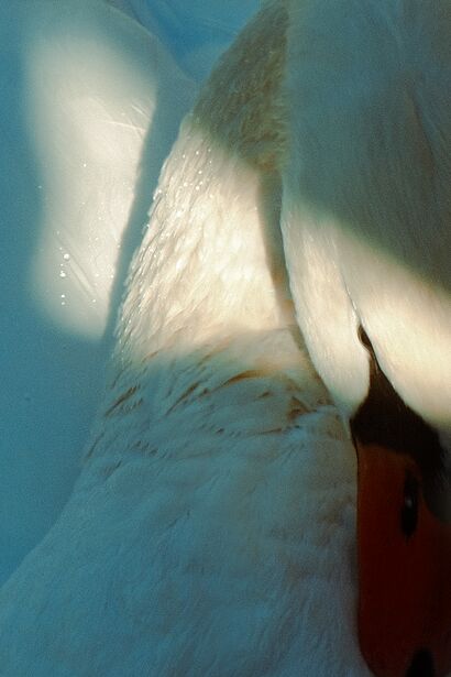 Plume - a Photographic Art Artowrk by Beatrice Olimpia Bonato