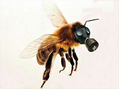 A Bee’s message to humankind - A Video Art Artwork by Eyad Kikati