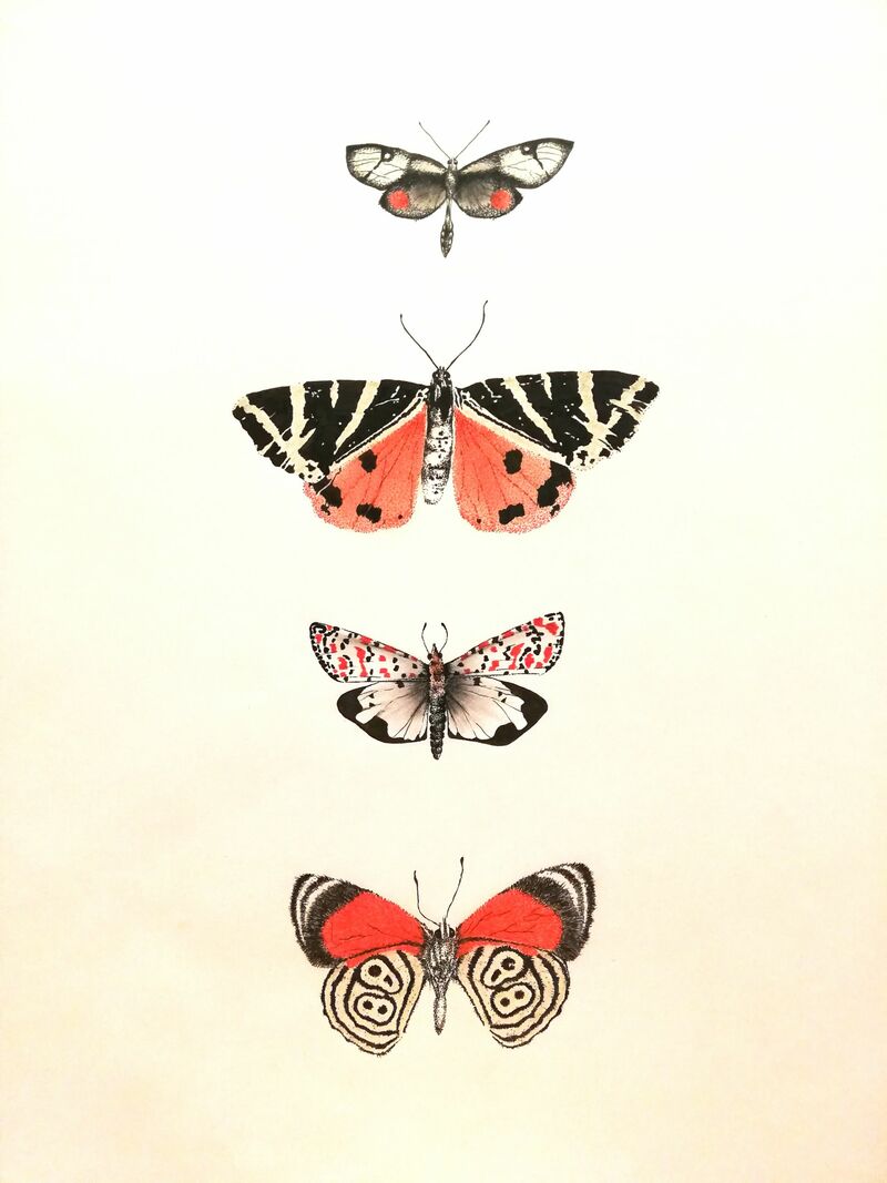 Tropical butterflies - a Paint by Nevandcam