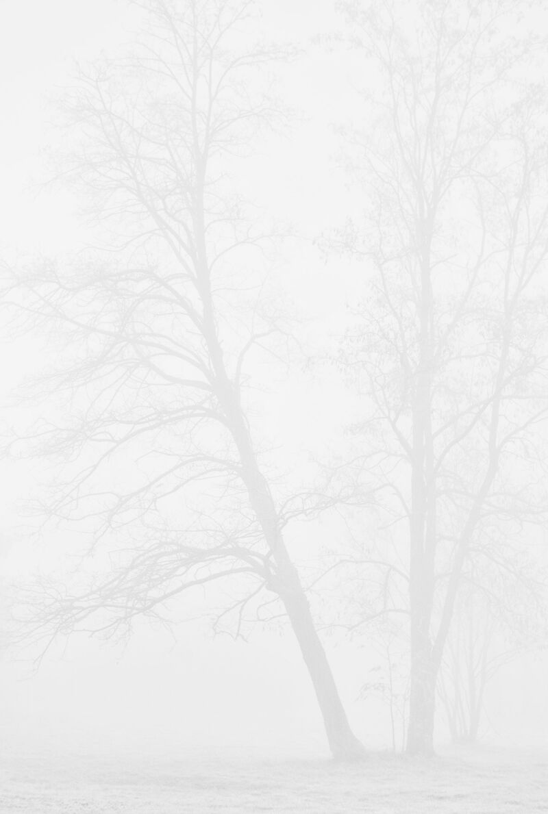 Alberi nella nebbia - a Photographic Art by Adriano Max