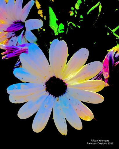 Flower Burst - a Photographic Art Artowrk by The Paintbox Designs