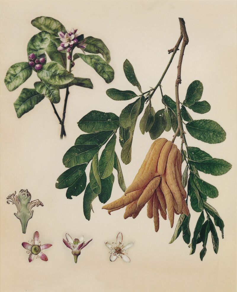 Citrus medica var. sarcodactylus 'Buddha's hand' - a Photographic Art by Masumi Shiohara