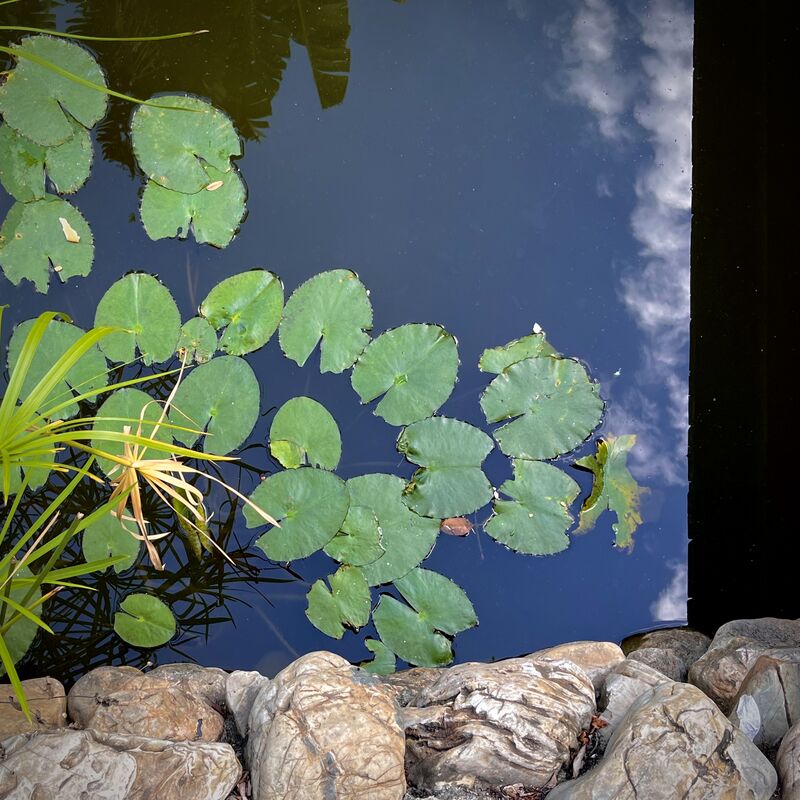 Summer pond - a Photographic Art by Du Runying