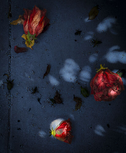 Luminescent Bloom - a Photographic Art Artowrk by Alva Martín