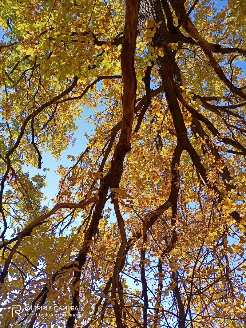 Золотые листья - a Photographic Art by Kv