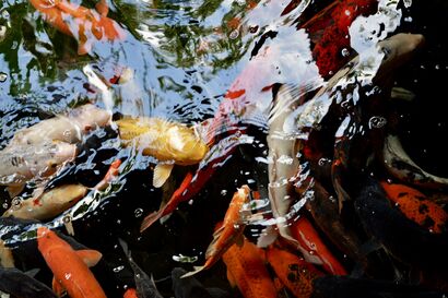 Koi - a Photographic Art Artowrk by Tom Mattes Müller
