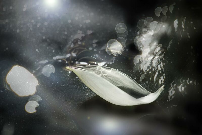 真如　thusness　Lotus 04 - a Photographic Art by Akitoshi Matsuhara