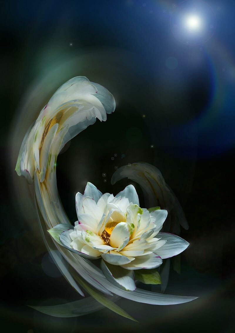 Lotus Wing - a Photographic Art by Akitoshi Matsuhara