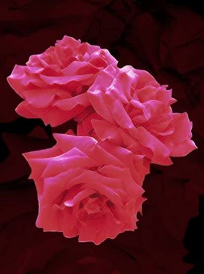 3 Red Roses - a Photographic Art Artwork by Charlotte A Cornish
