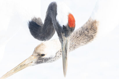 Japanese crane - a Photographic Art Artowrk by hiroto fukuda