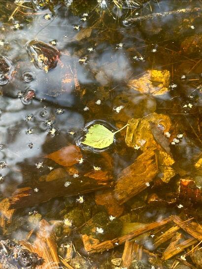 Puddle - a Photographic Art Artowrk by Tuca Ahlin