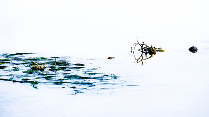 Life on water - a Photographic Art Artowrk by Yvon Jolivet
