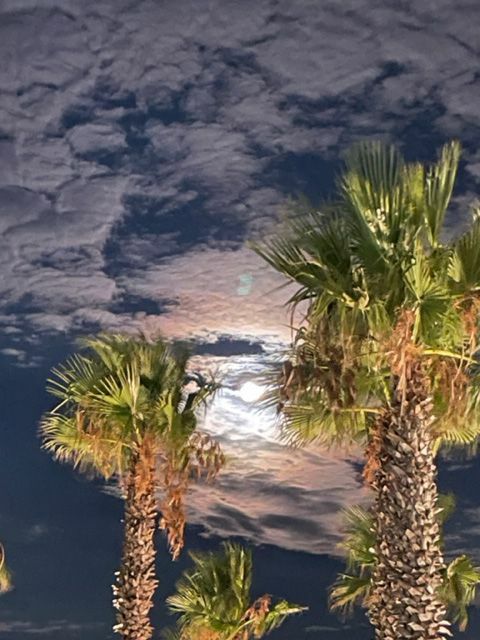 MOON BETWEEN PALMS - a Photographic Art by Manon