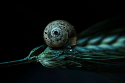 Il guscio leggero - a Photographic Art Artowrk by fabio pelosi