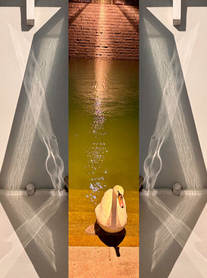 Swanriver - a Photographic Art Artowrk by Suzanne Fischer