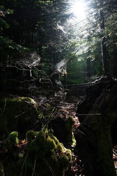 Forest of Merlin - A Photographic Art Artwork by sandra rossi