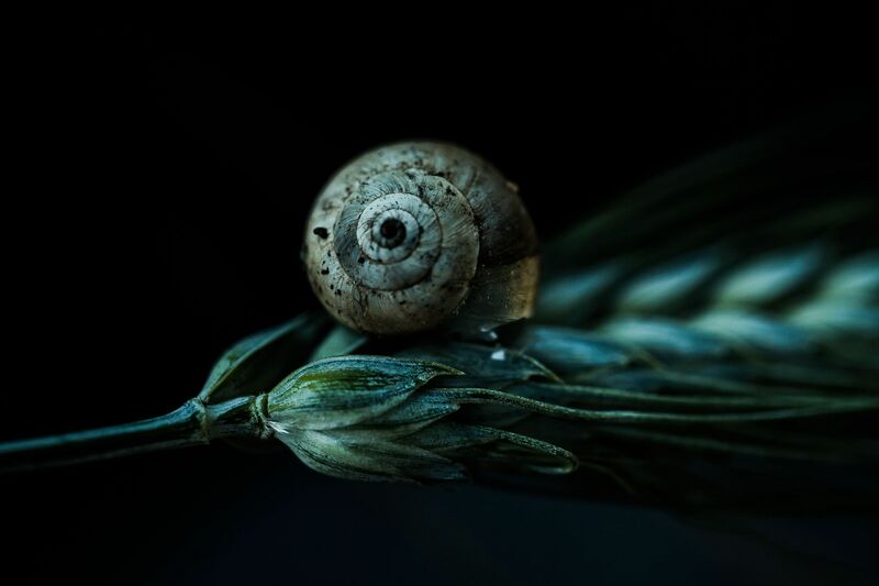 Il guscio leggero - a Photographic Art by fabio pelosi