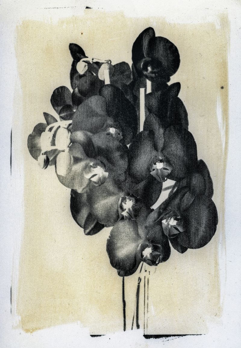 Orchid - Imago Plantae - a Photographic Art by Stefano Paradiso