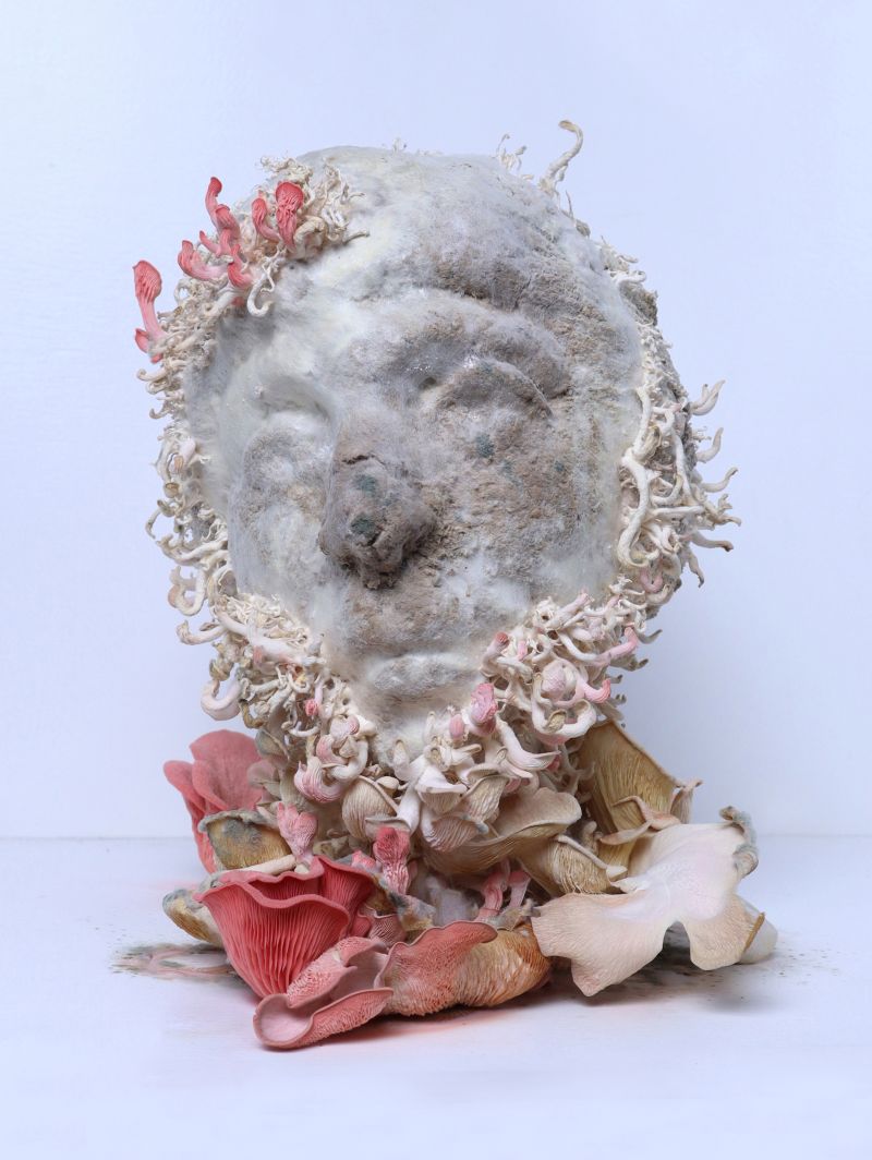 Pleurotus Djamor II - a Photographic Art by lin gerritse