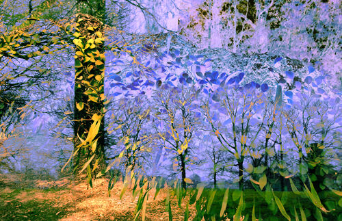 Drowning Beauty - a Photographic Art by corrie ancone