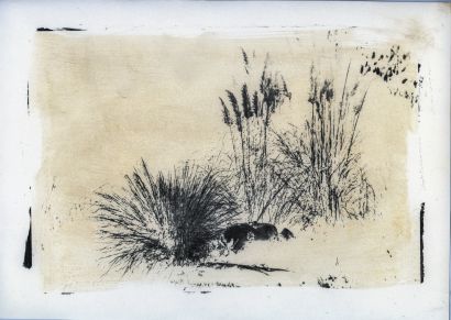 Untitled - Imago Plantae - a Photographic Art Artowrk by Stefano Paradiso