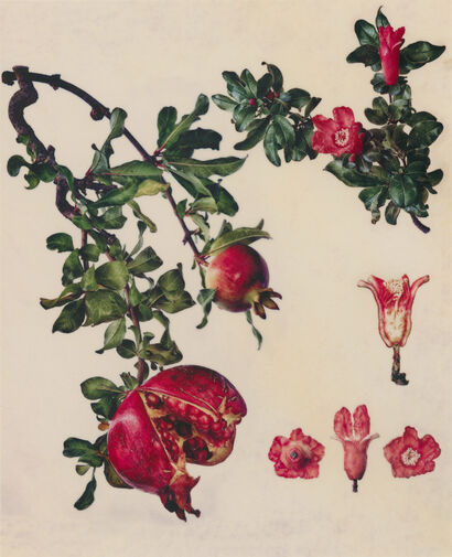 Punica granatum L. 'Pomegranate’ - A Photographic Art Artwork by Masumi Shiohara