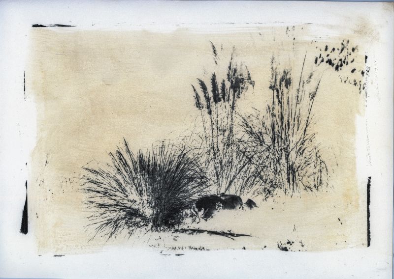 Untitled - Imago Plantae - a Photographic Art by Stefano Paradiso