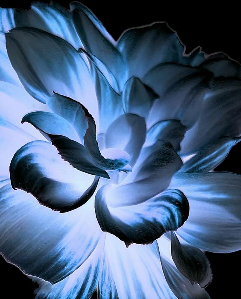 Dark Flowers - a Photographic Art by Tony Ronchi