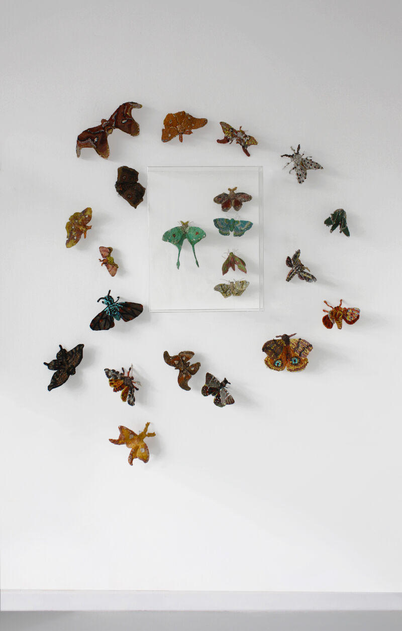 A WALL WITH MOTHS - a Sculpture & Installation by Moth