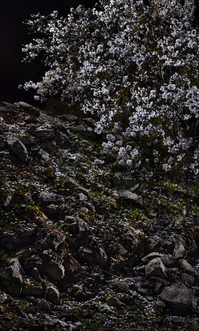 La Dernière Neige - a Photographic Art Artowrk by Aldavert  Alexandre 