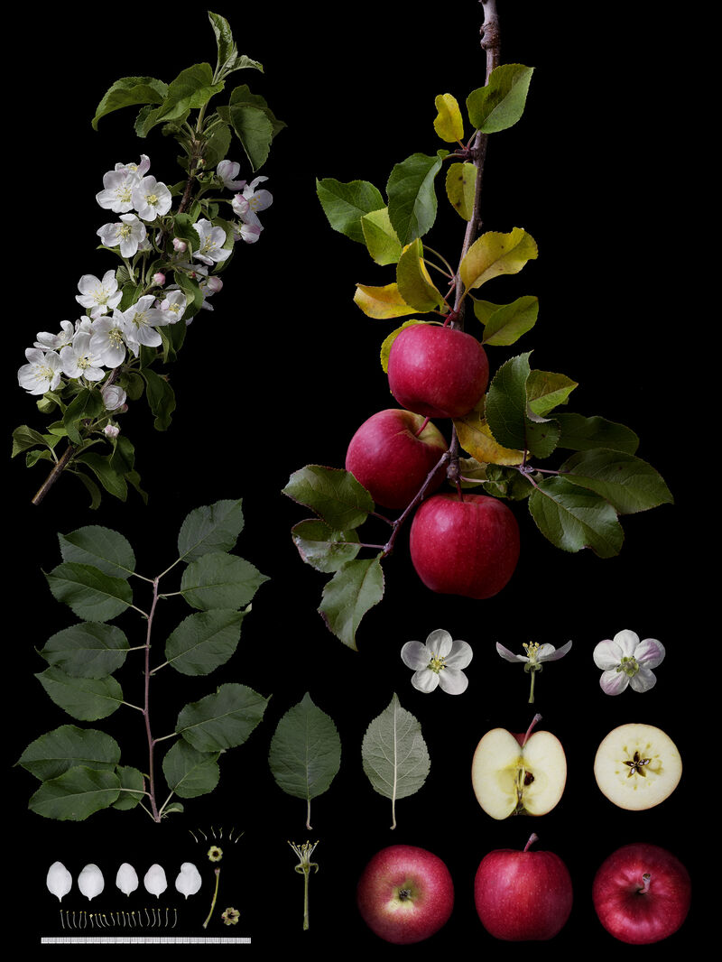 Identification of Fruits Varieties - a Photographic Art by Masumi Shiohara