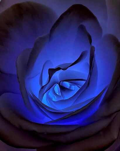 Dark flower - A Photographic Art Artwork by Tony Ronchi
