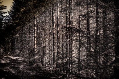 Forest - a Photographic Art Artowrk by Emma Petruzzelli