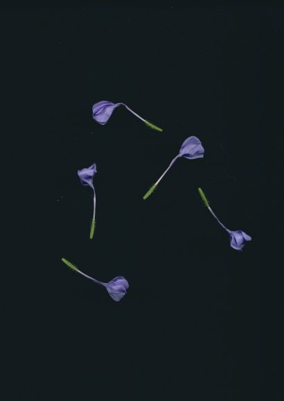 Bleiwurz-Blüten - a Photographic Art Artwork by Gerhardt Gerd