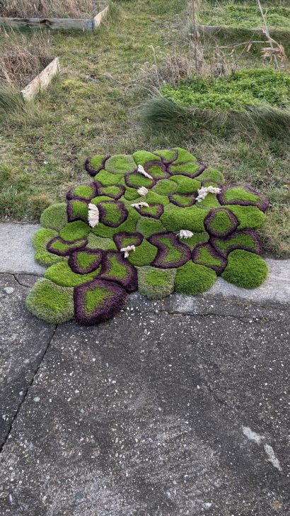 Caper by Viviana Losacco