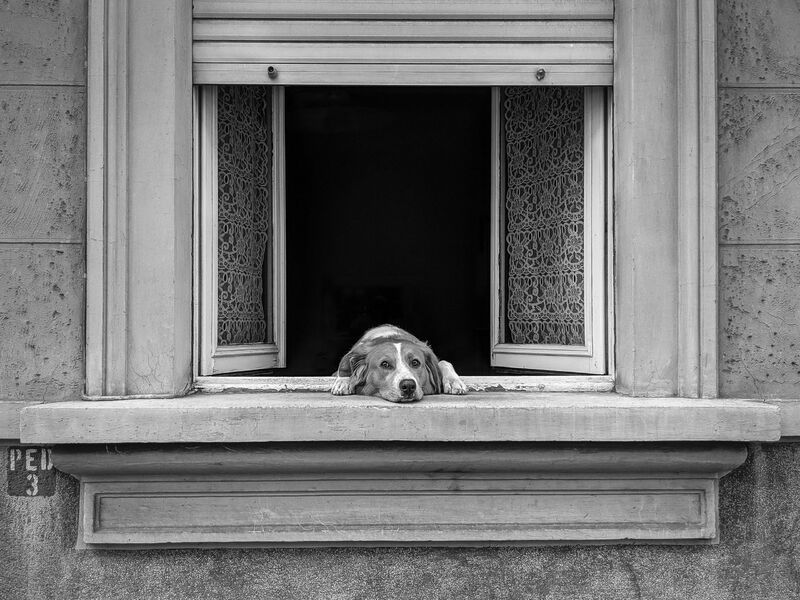 Dog at the window - a Photographic Art by Giorgio Toniolo