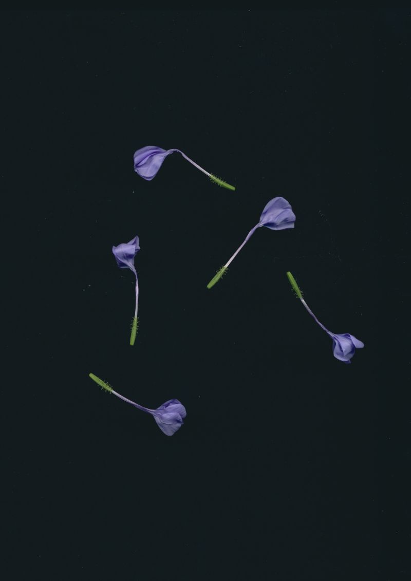 Bleiwurz-Blüten - a Photographic Art by Gerd Gerhardt