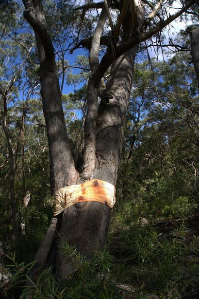 Ancestral Echoes – Wounded Trees  - a Land Art Artowrk by Gioia Aloisi