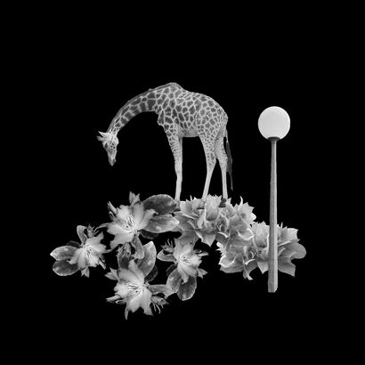 Giraffe and Lamppost - a Photographic Art Artowrk by sofie Berzon MacKie
