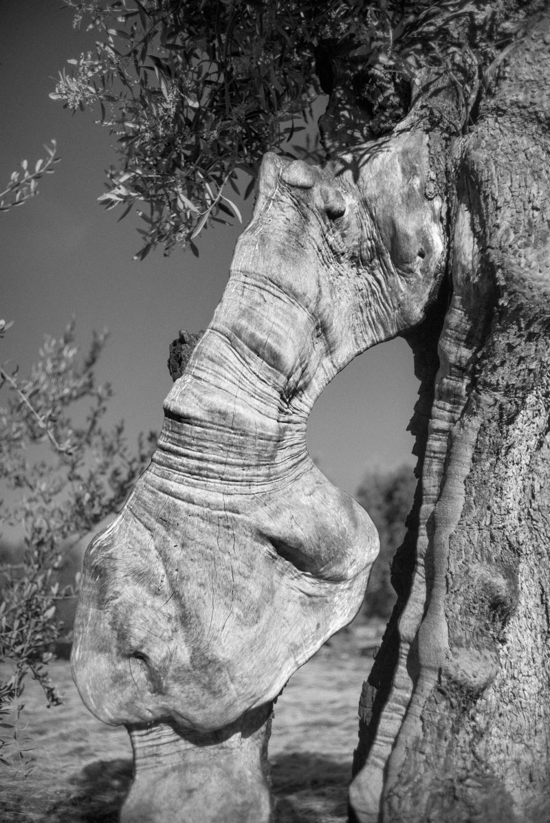 Xolivo 5 - a Photographic Art by Stefano Paradiso